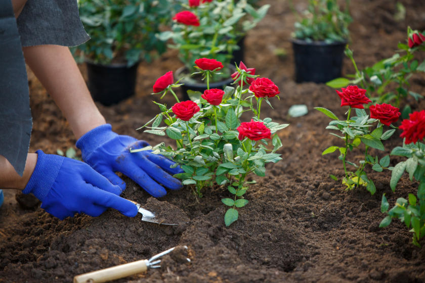 a person planting