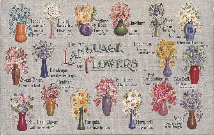 banner image of flowers