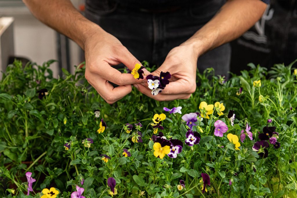 A person picking flowers