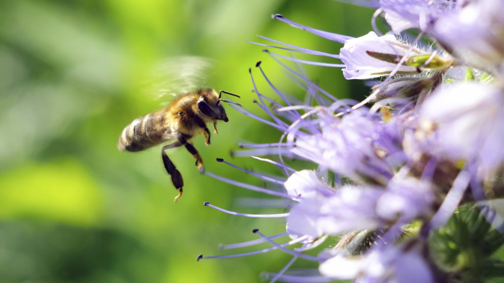 Flying honeybee near the flower