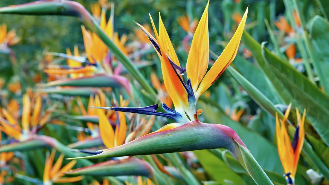 Bird-of-Paradise flower