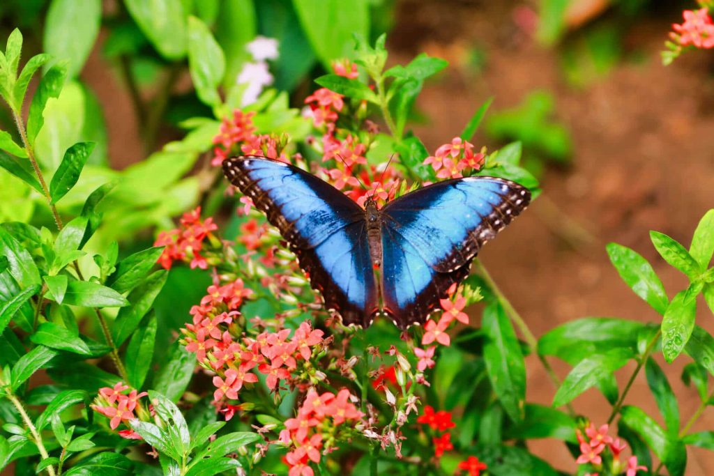 Butterfly Conservatory Costa Rica