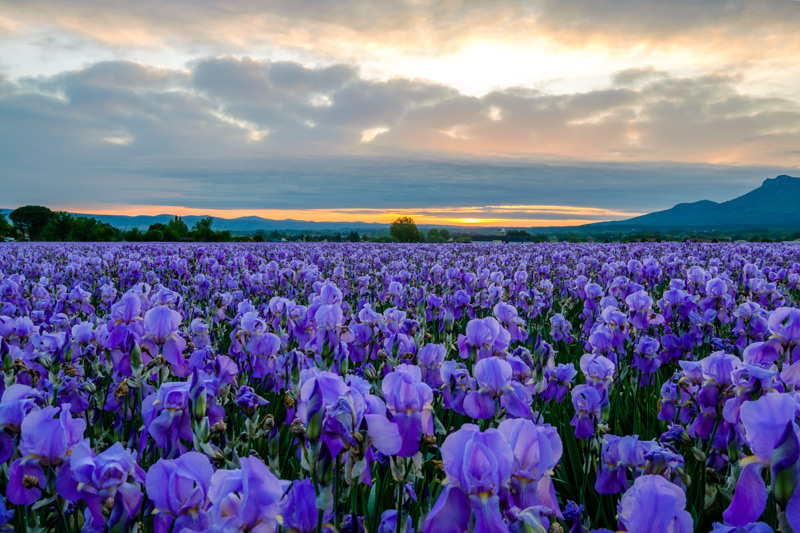 Iris flower