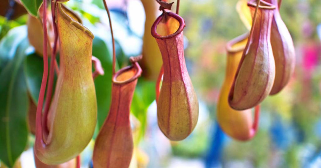 Pitcher Plants