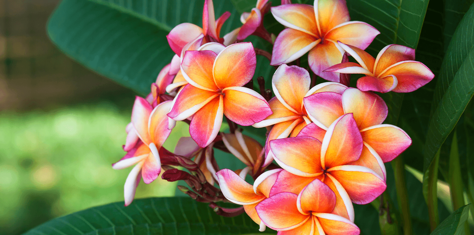 Plumeria flower