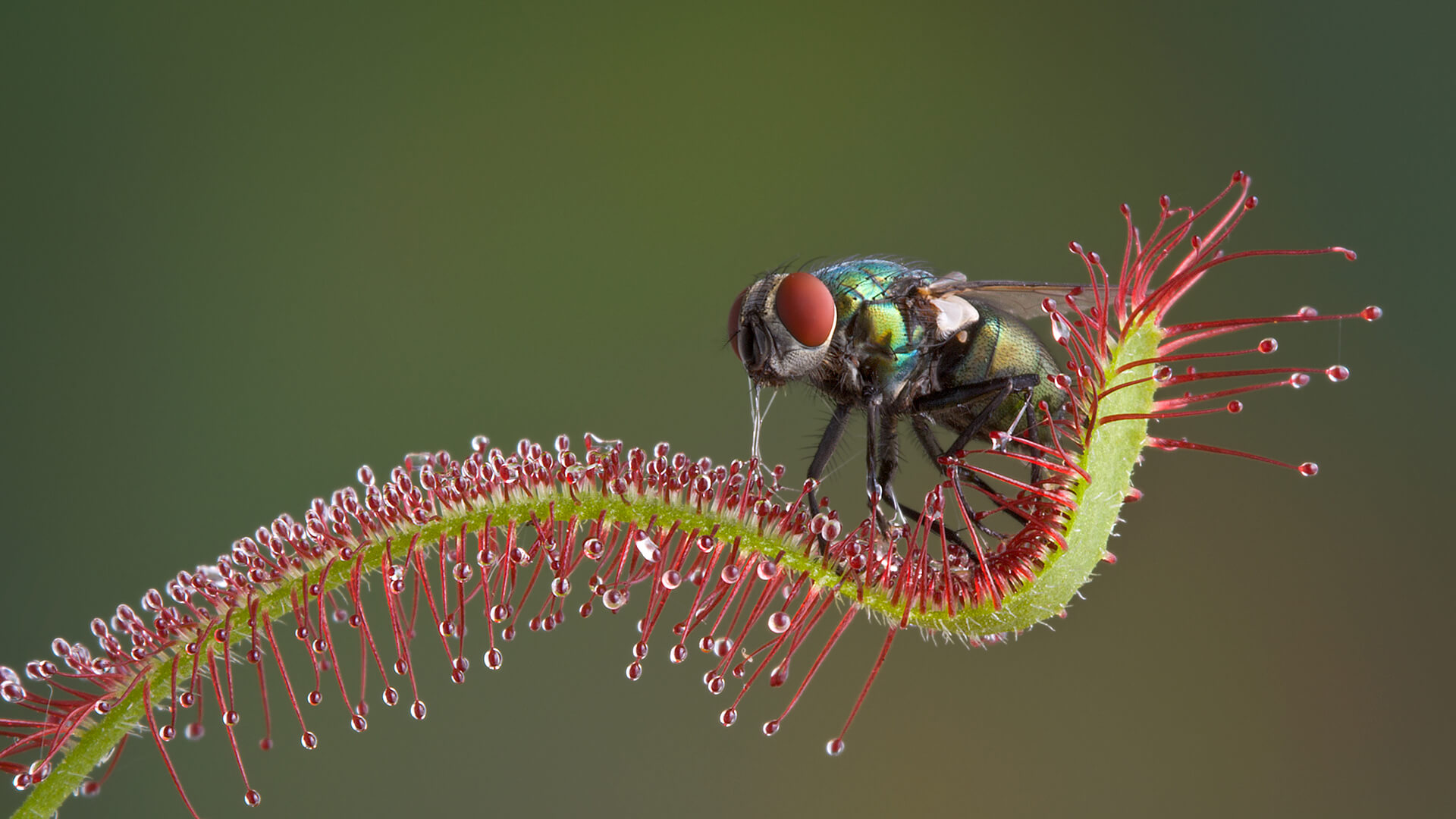 Sundews