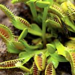 Venus Flytrap