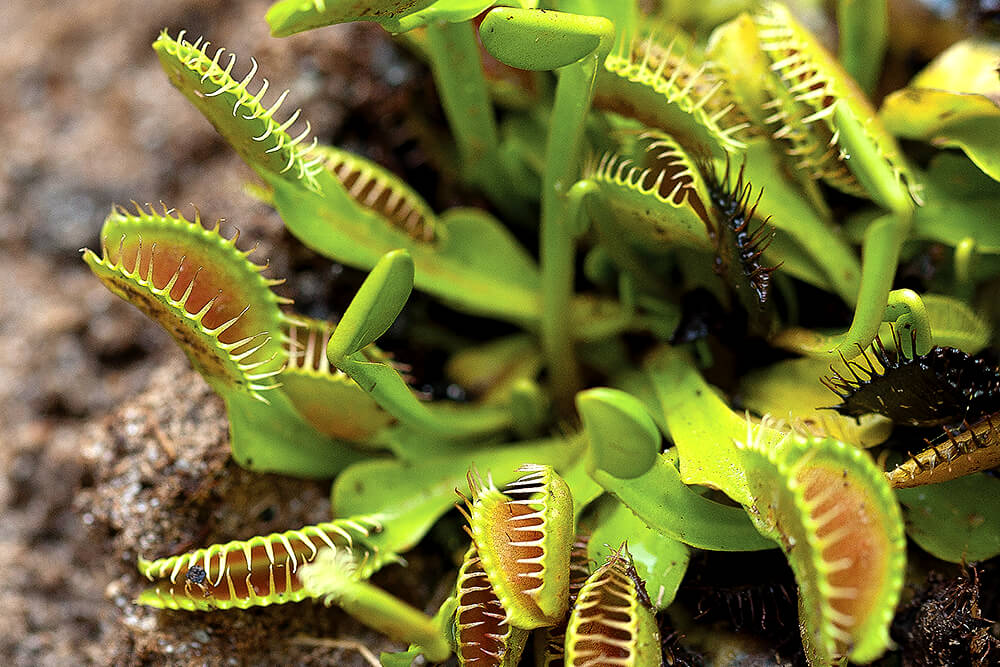 The World of Carnivorous plants: the meat-eaters