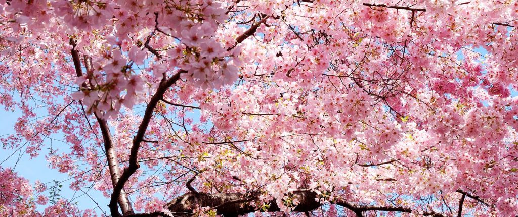 cherry-Blossom flower