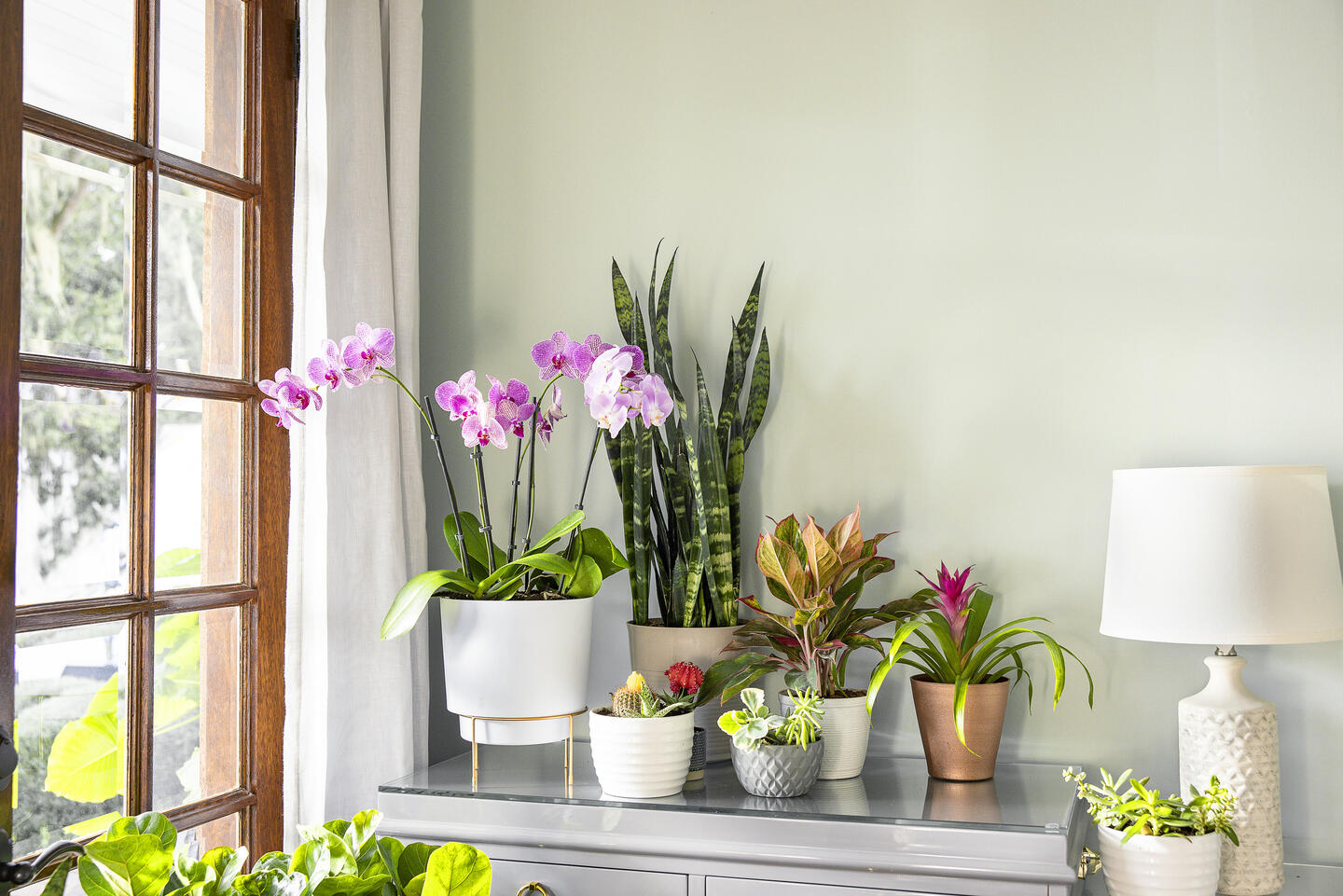 Green Elegance: A Guide to the Best Indoor Plants for Your Home