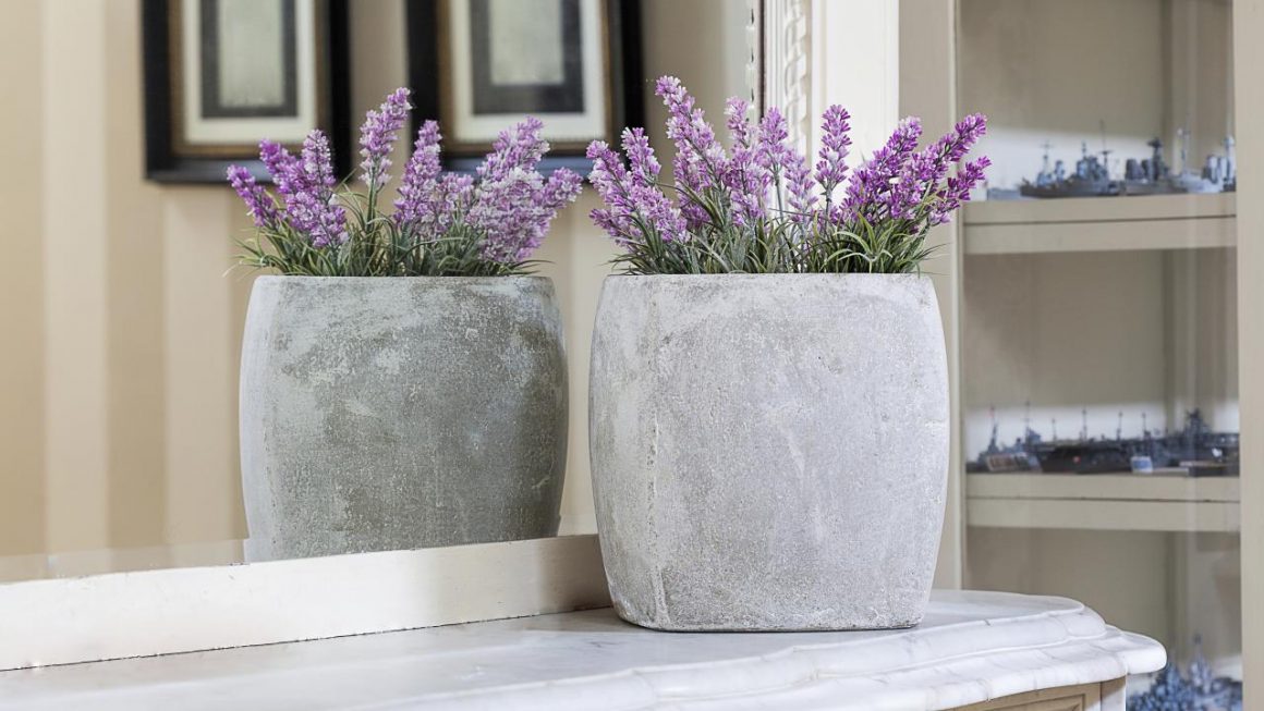 A Comprehensive Guide to Lavender Care at Home