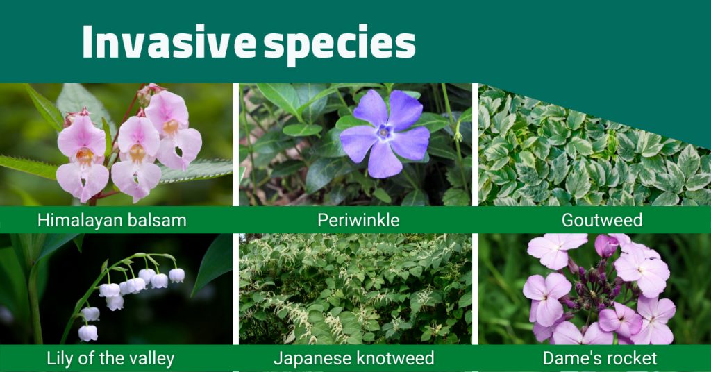 Invasive Plant Species