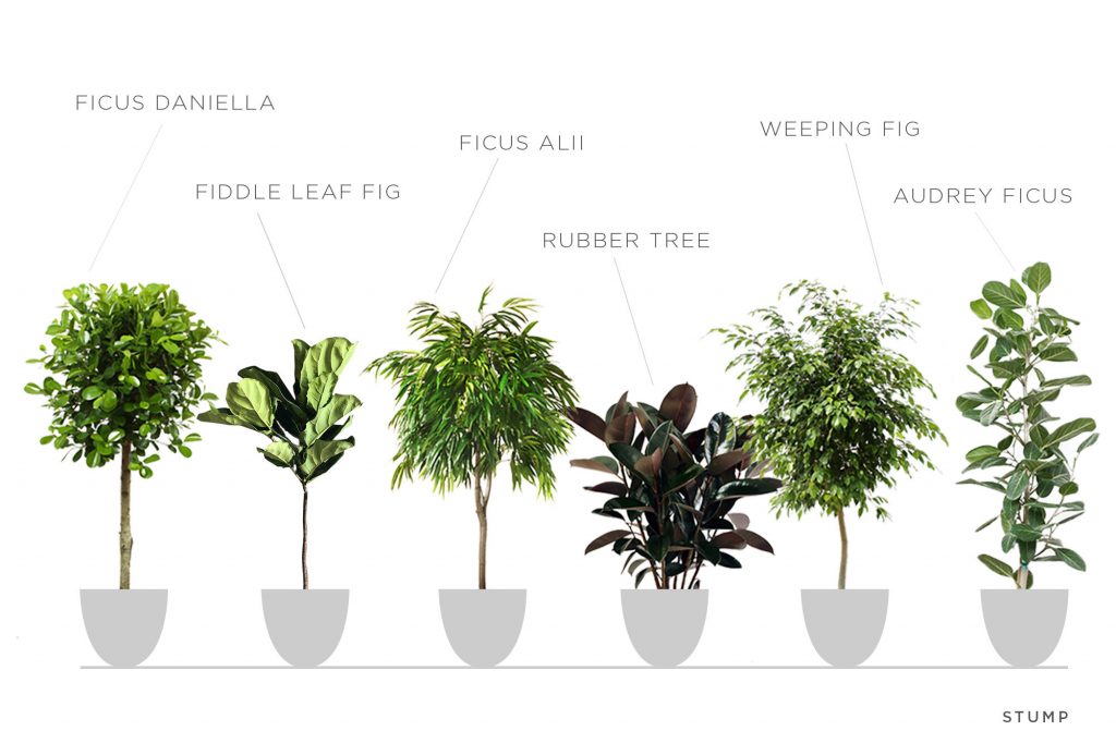 Ficus Plants