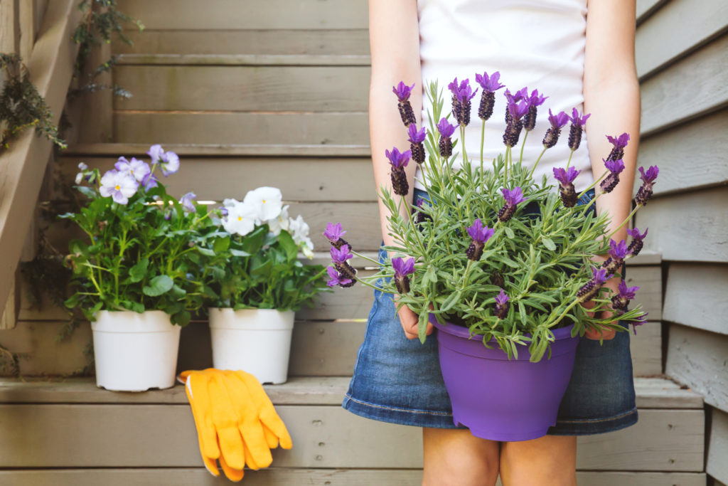 lavender care at home