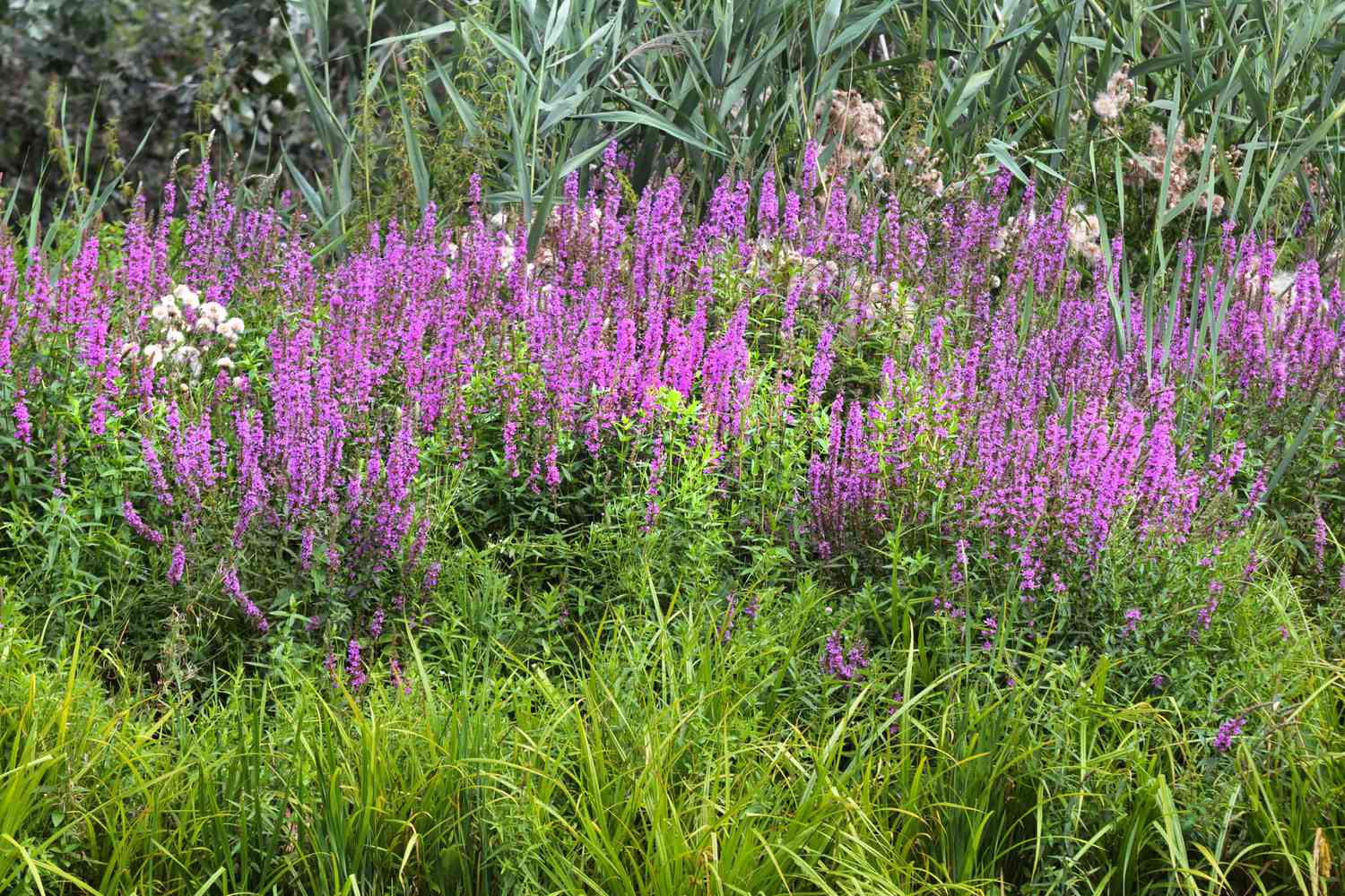 Understanding and Managing Invasive Plant Species