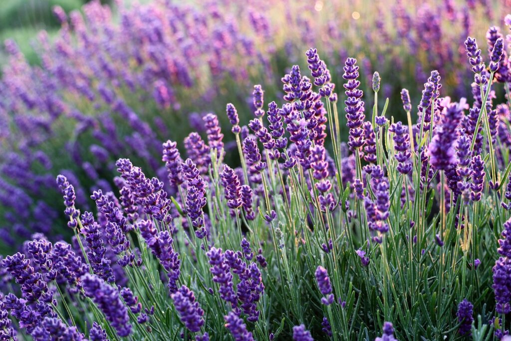 lavender flower