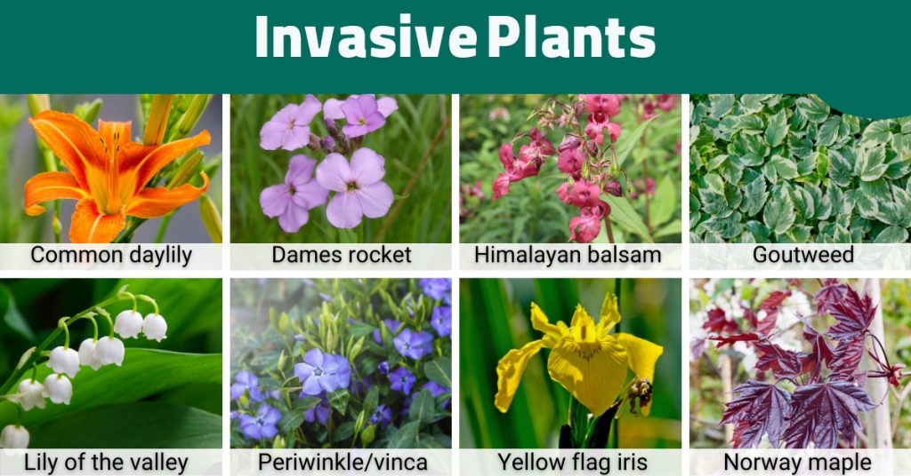 Invasive Plants