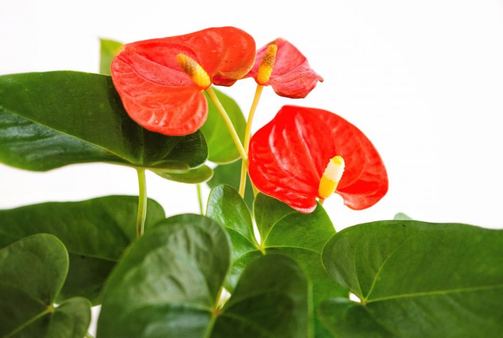 Flamingo Flower (Anthurium)