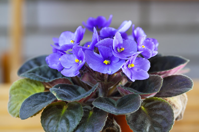 African Violet (Saintpaulia)