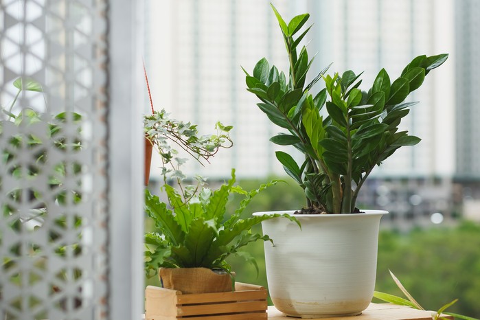 ZZ Plant (Zamioculcas zamiifolia)