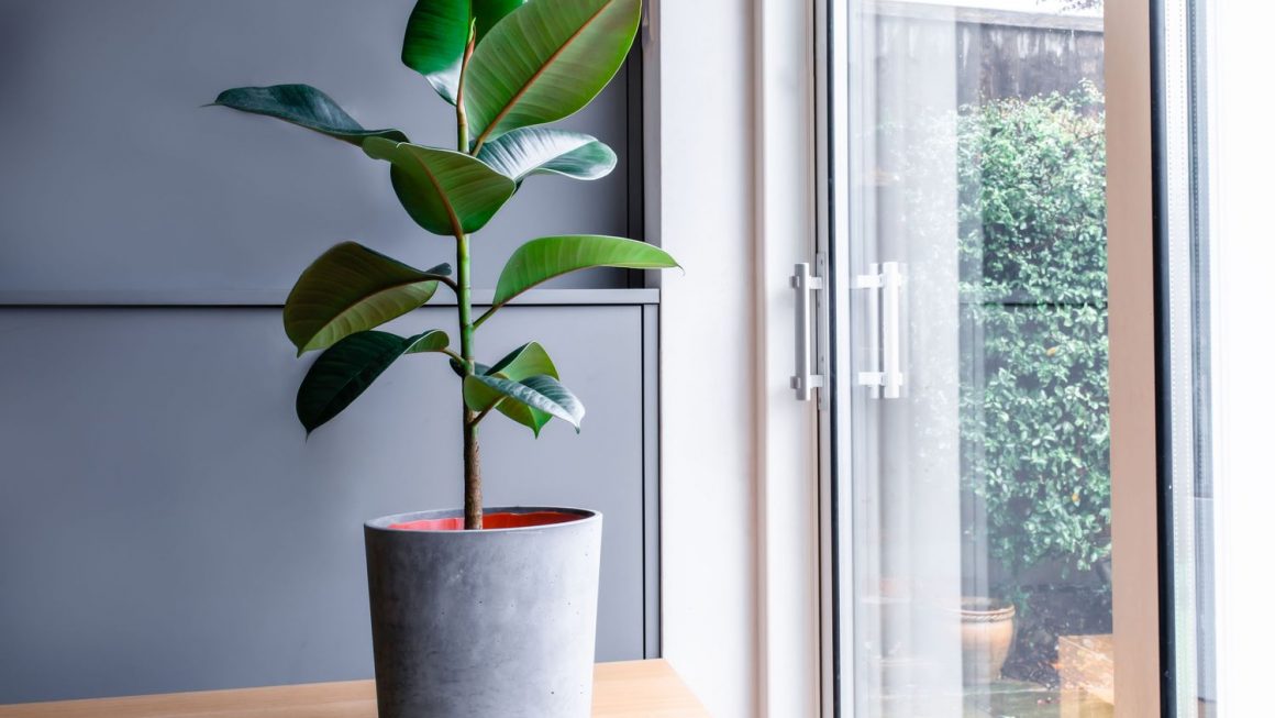 Indoor Elegance: A Guide to Caring for Ficus Plants