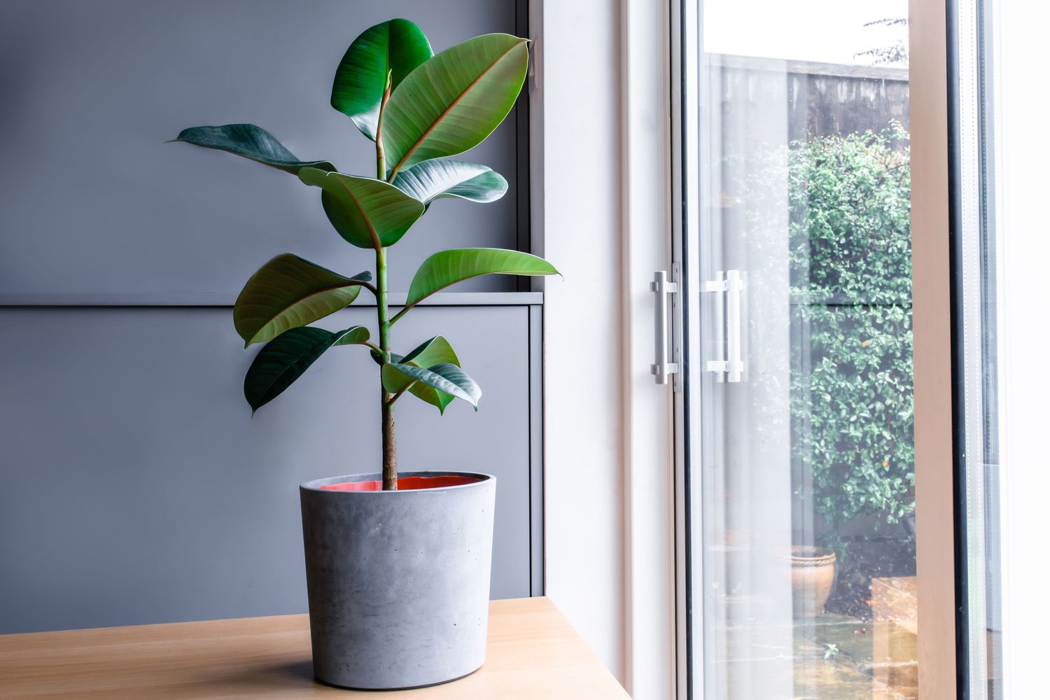 Indoor Elegance: A Guide to Caring for Ficus Plants