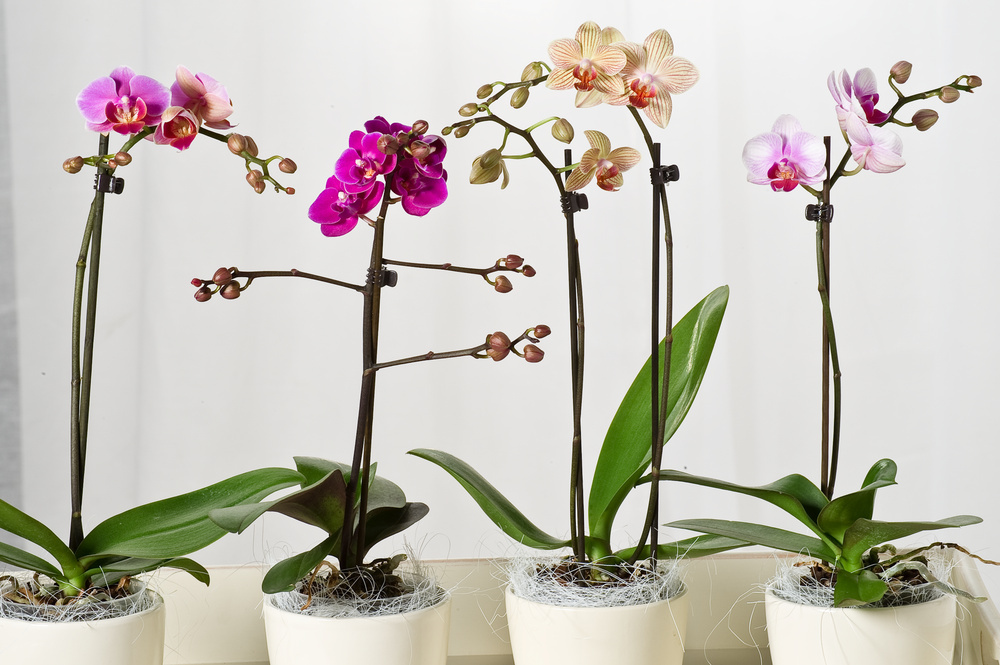 Orchid Care Guide for Indoor Elegance: 